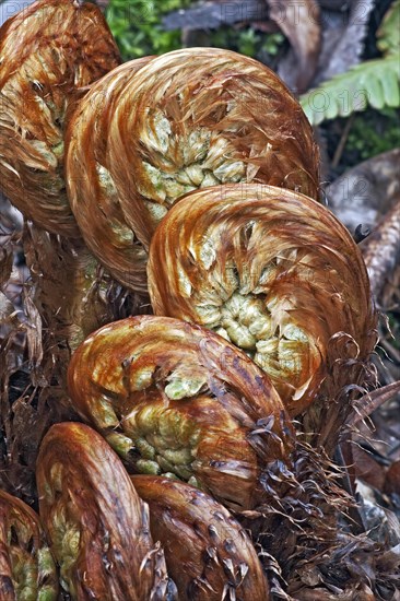 Thick stemmed wood fern