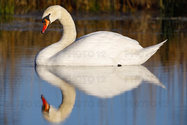 Mute swan