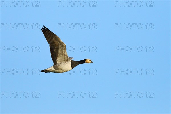 Barnacle goose