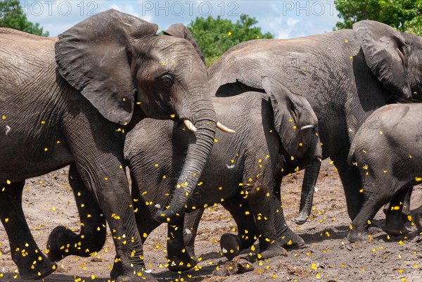African elephant