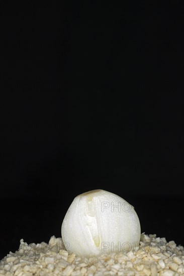 Halved fresh onion lying on freeze-dried onion flakes