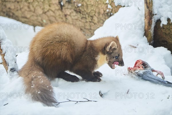 European pine marten