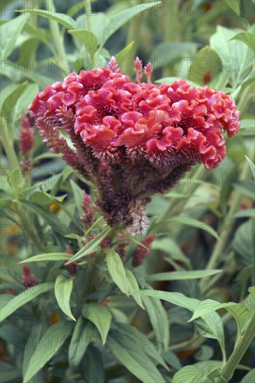 Cockscomb flower