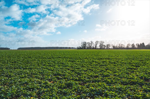 Field with winter rape