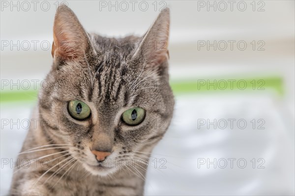 Portrait of a European shorthaired felidae