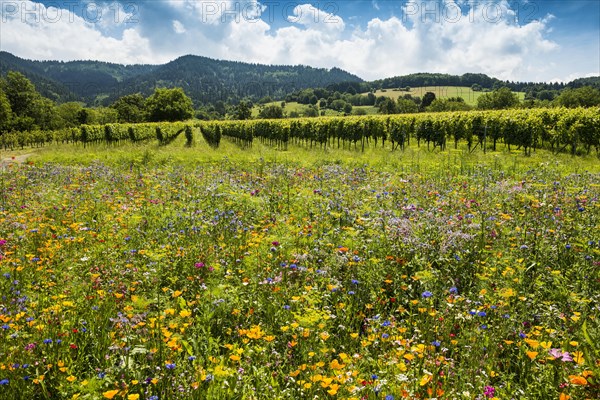 Flower meadow for insects