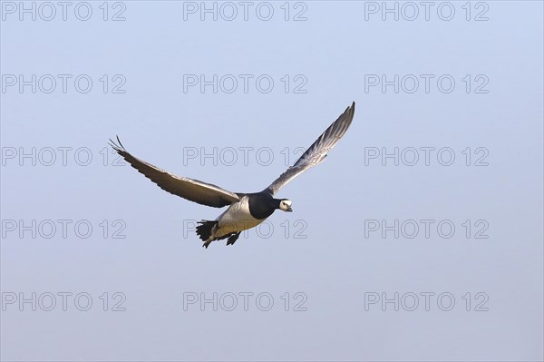 Barnacle goose