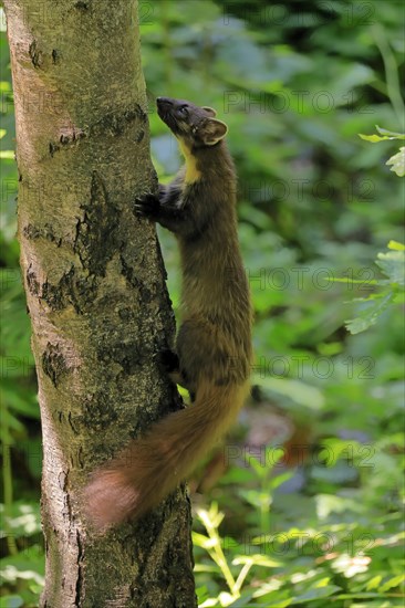 European pine marten