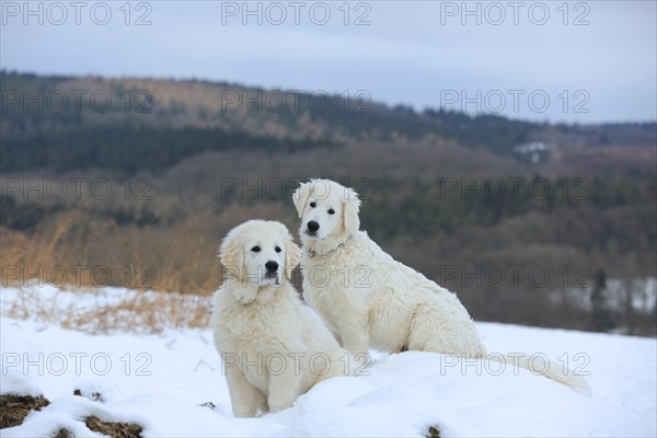 Kuvasz and Podlahanski sitting in the snow
