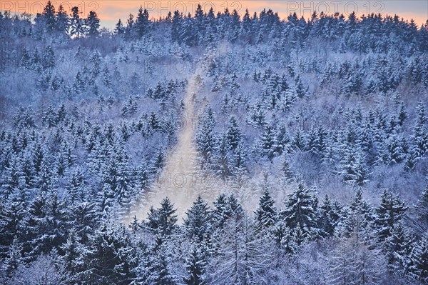 Colored Fog above a Norway spruce