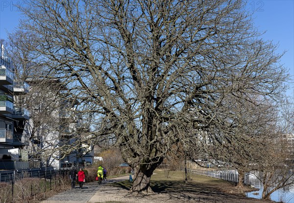 Natural Monument Tree on the banks of the Havel in Spandau