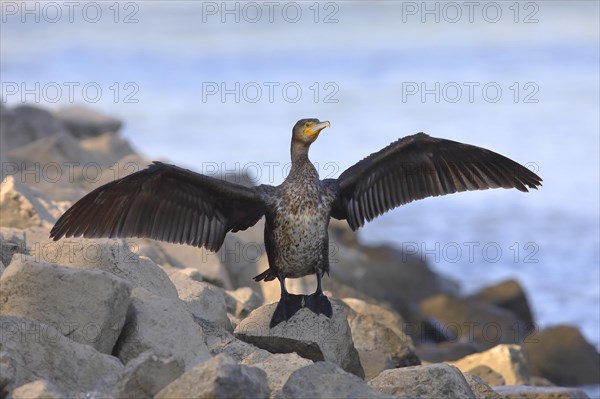 Great cormorant