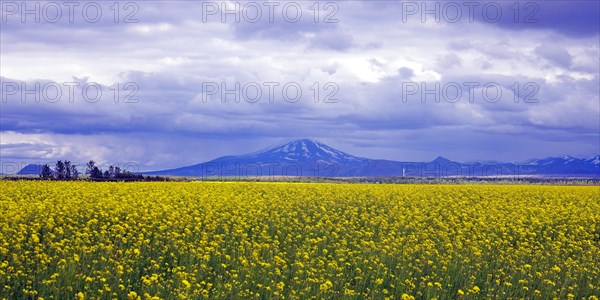 Rape fields and view of Hekla volcano