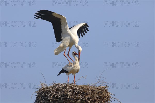 White stork