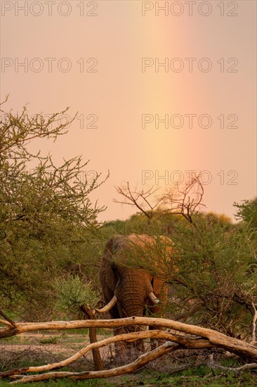 African elephant