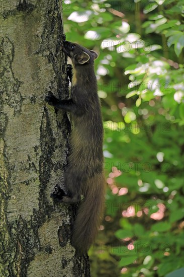 European pine marten