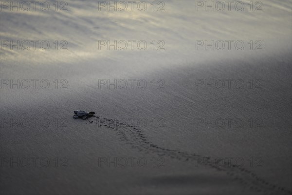Newly hatched olive ridley sea turtle