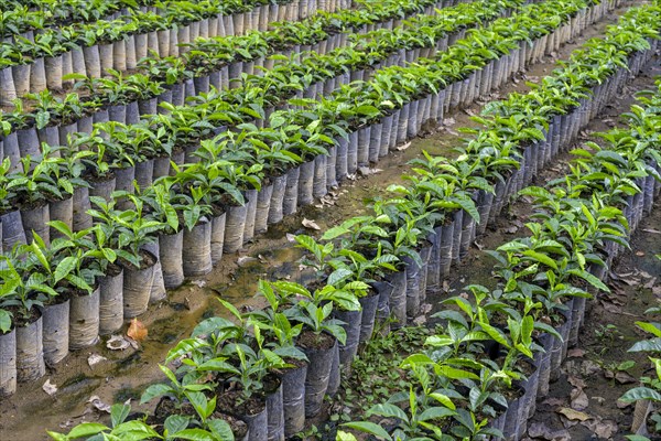 Seedlings for coffee cultivation