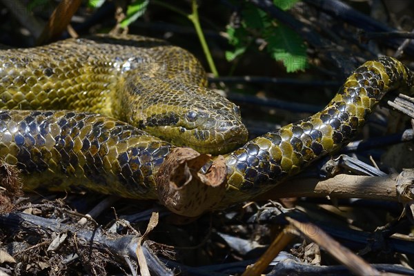 Yellow anaconda