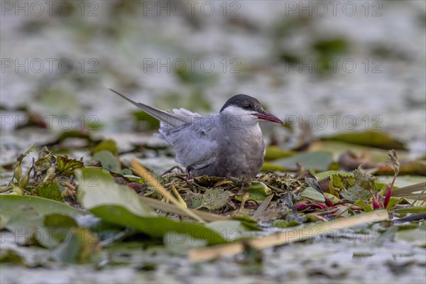 White-bearded Tern