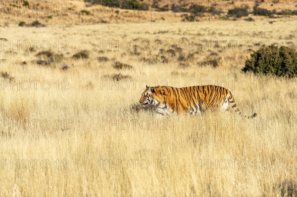 Bengal tiger