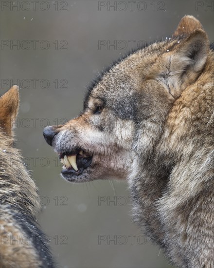 Gray wolf