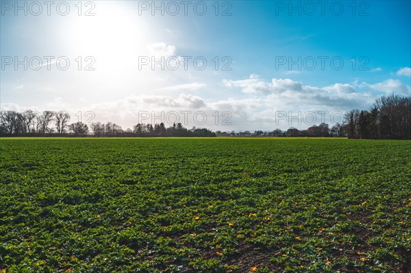 Field with winter rape