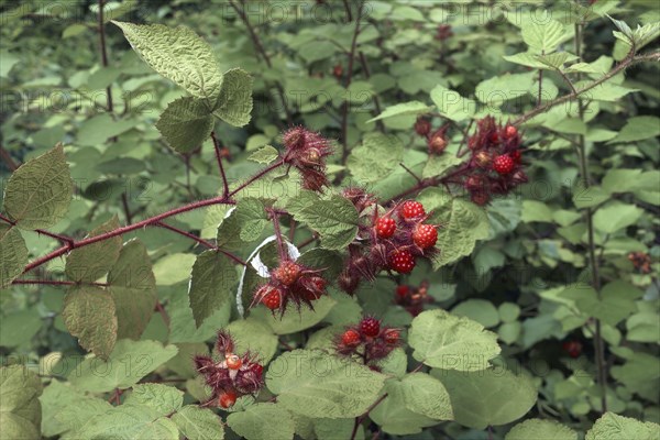 Wine Raspberry