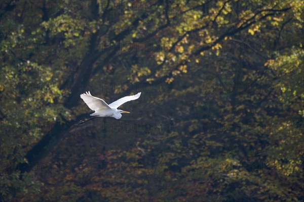 Great egret