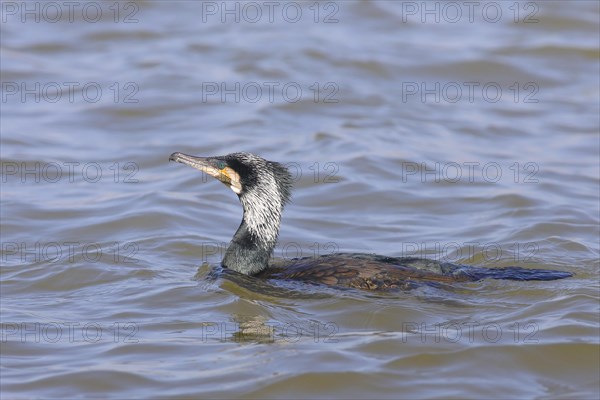 Great Cormorant