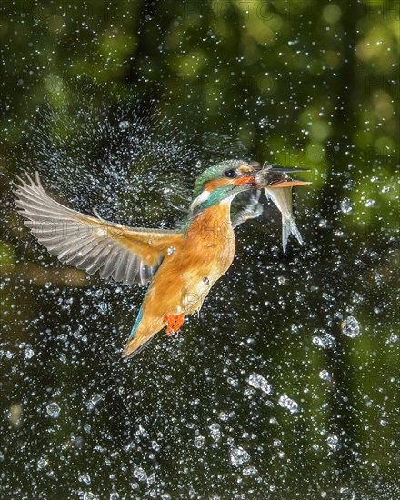 Common kingfisher