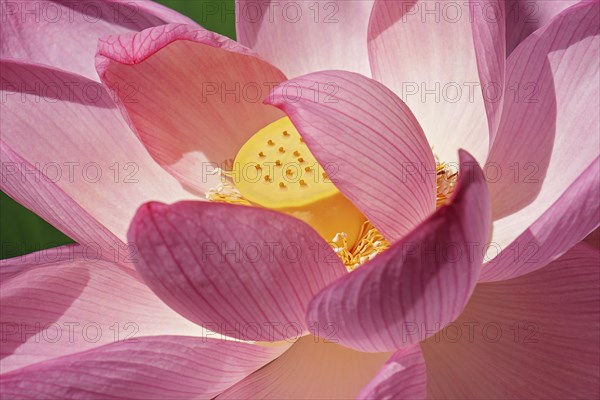 Sacred lotus