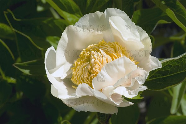 White Innocence hybrid peony