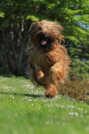 Briard jumping