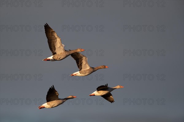 Greylag geese in relay flight in the evening sun