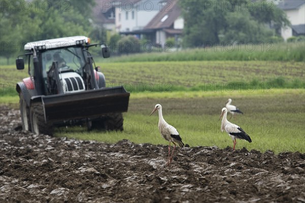 White stork