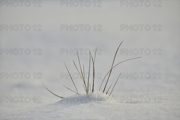 Blades of grass growing out of the snow
