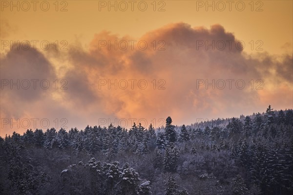 Colored Clouds above a Norway spruce
