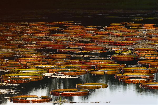Leaves of the amazon water lily