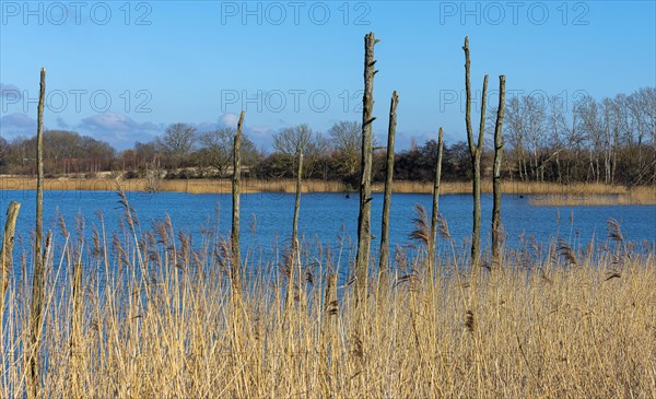 Nature reserve at the Mellnitz Ueselitzer Wiek on Ruegen