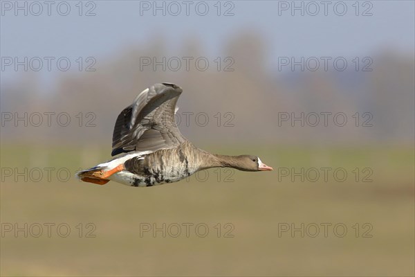 Greater white-fronted goose