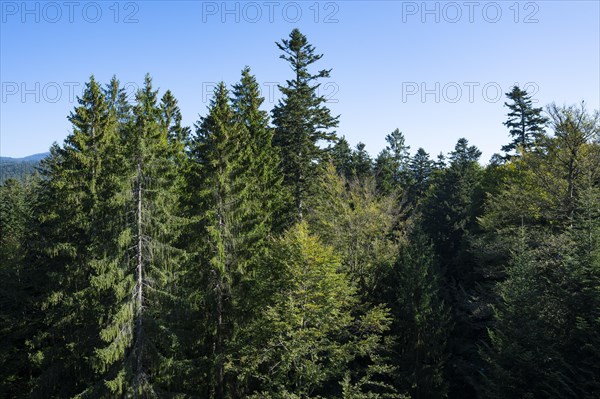 View from the treetop path of european spruce