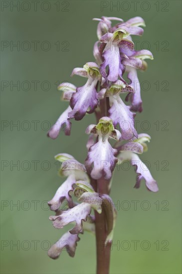 Giant orchid