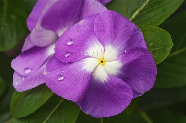 Madagascar periwinkle