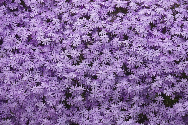 Creeping phlox
