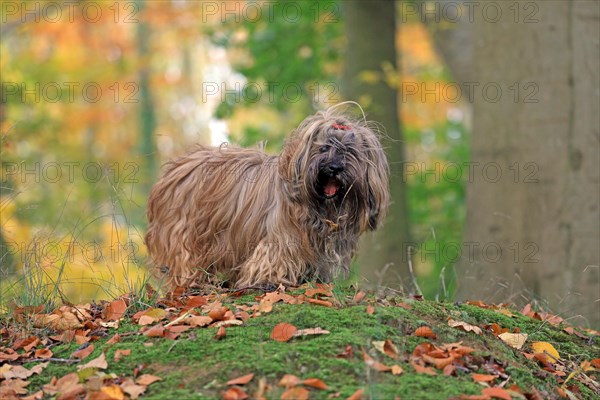 Dog in the forest