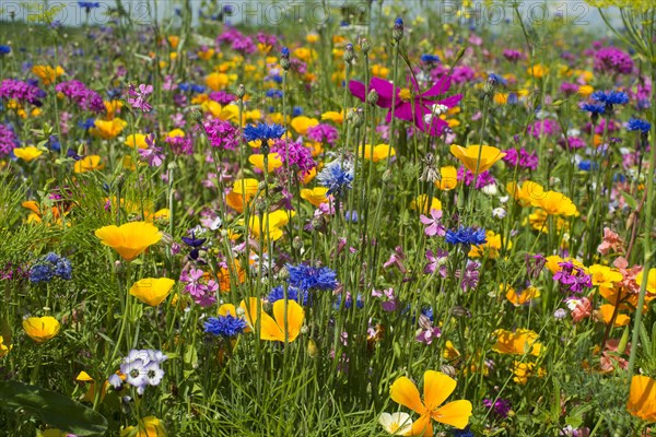 Flower meadow for insects