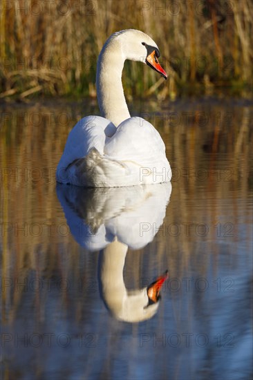 Mute swan