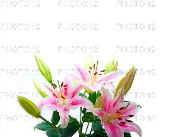 Pink lily flower bunch bouquet over white copyspace