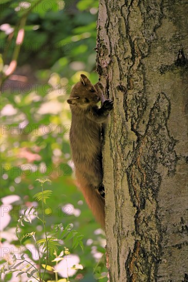 European pine marten